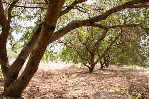 Tamarind tree Stock Photos