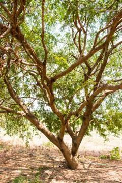 Tamarind tree Stock Photos