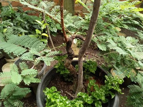 Tamarind tree Stock Photos