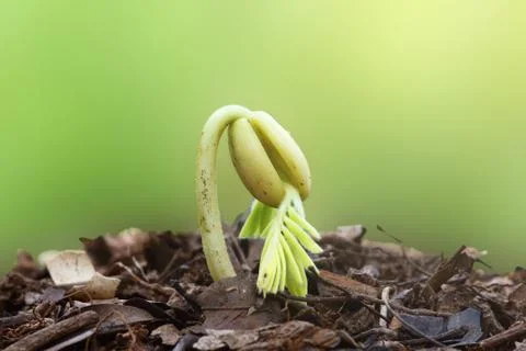 The tamarind tree sapling , growing from seed. Stock Photos