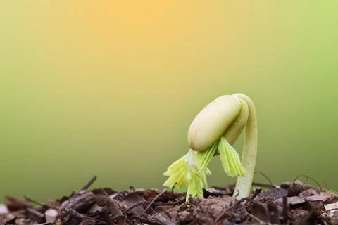 The tamarind tree sapling , growing from seed. Stock Photos