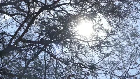 Tamarind tree with sun shining Stock Footage 136283961