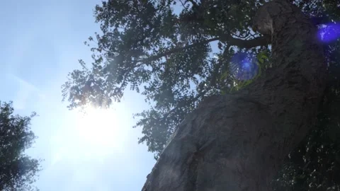 Tamarind tree with sun shining Stock-Footage 136285825