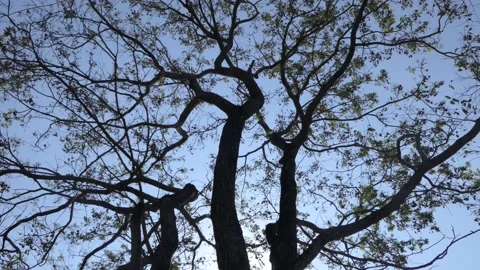 Tamarind tree with sun shining Stock-Footage 136286609