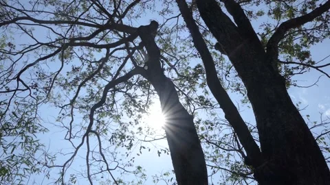 Tamarind tree with sun shining Stock-Footage 136286616