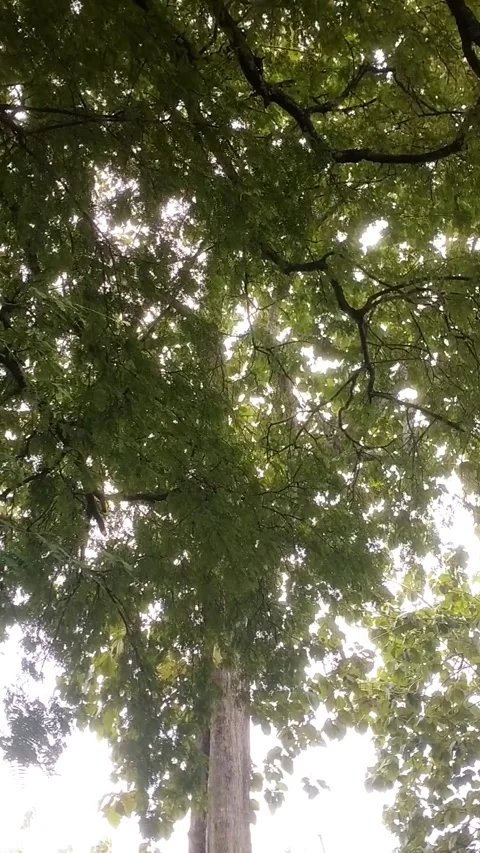 Tamarind tree with thick leaves Stock Footage 327692289