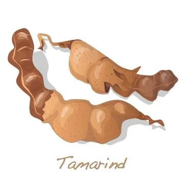 Tamarind vector isolated Stock Illustration
