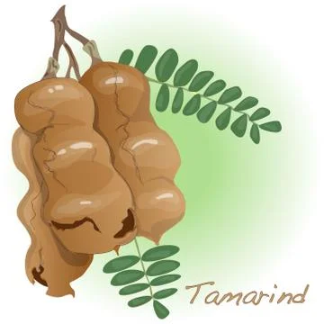 Tamarind vector isolated Stock Illustration