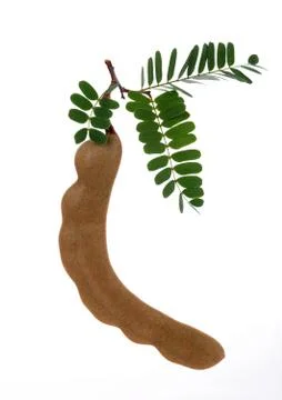 Tamarind on white background 写真素材