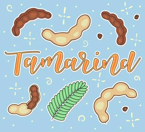 Tamarind - Whole and pieces. Vector stock illustration and lettering Stock Illustration
