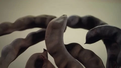 Tamarind on yellow background Video stock 150479504