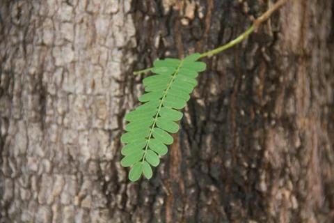 Tamarind2 Stock Photos