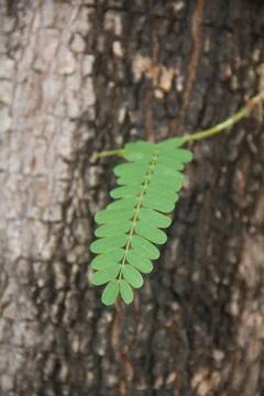 Tamarind3 Stock Photos
