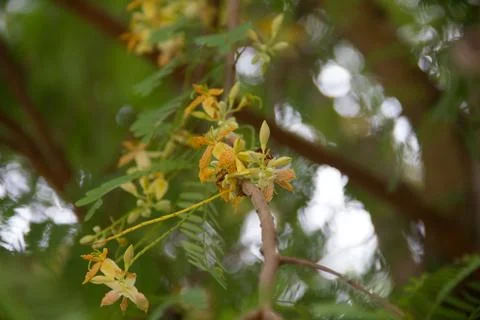 Tamarind4 Stock Photos