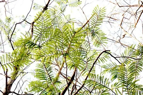 Tamarindus indica tree, branches Stock Photos
