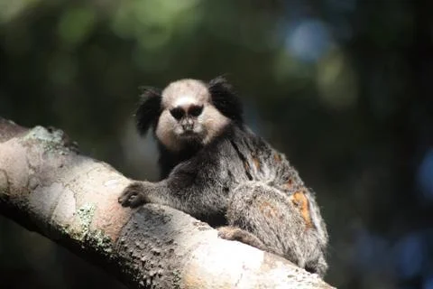 Tamarins Stock Photos