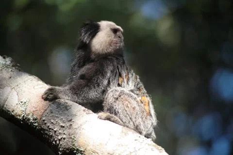 Tamarins Stock Photos