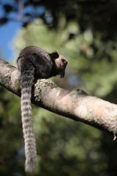 Tamarins Foto stock
