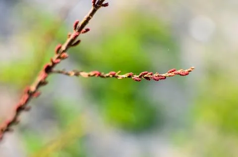 Tamarisk branch close up in spring Foto stock