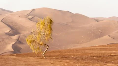 Tamarisk tree in the desert Stock Photos