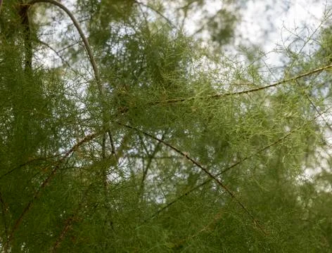 Tamarisk wallpaper Stock Photos