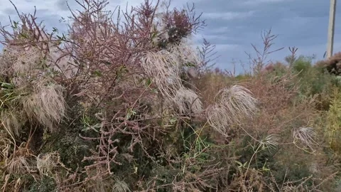 Tamarix steppe Video stock 286919348