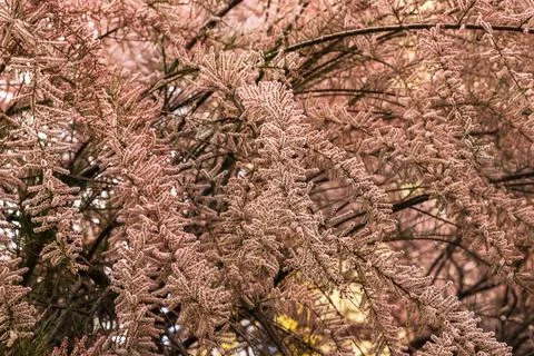 Tamarix tetrandra, a small deciduous tree Stock Photos