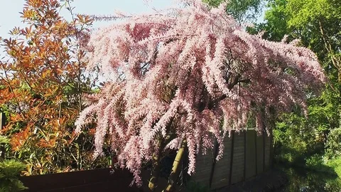 The Tamarix Tetrandra tree in the garden Stock Footage 96190844