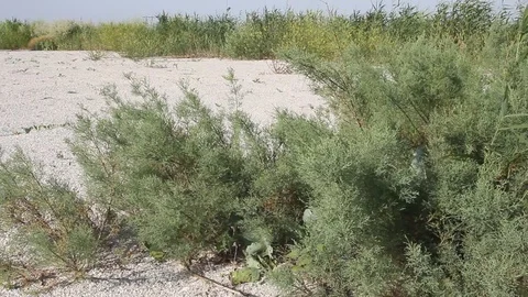 Tamarix thickets on the sandy shore Video stock 88071444