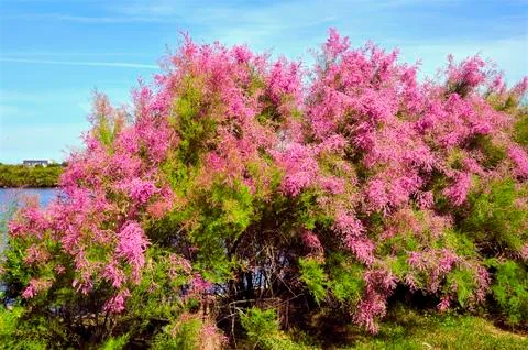 Tamarix tree blooming Stock Photos