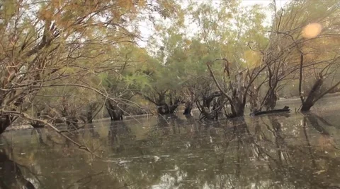 Tamarix tree in lake Stock Footage 53897052
