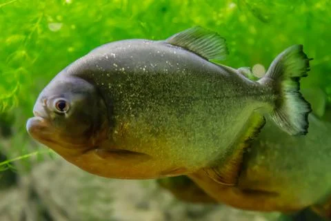Tambaqui in the amazon river Stock Photos