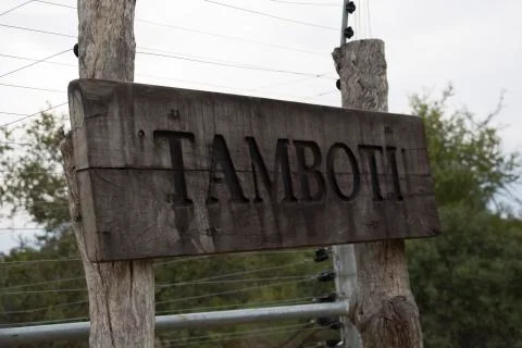 Tamboti Stock Photos