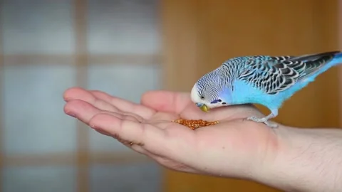 A tame bird. budgerigar on hand eats grains. Video stock 147572118