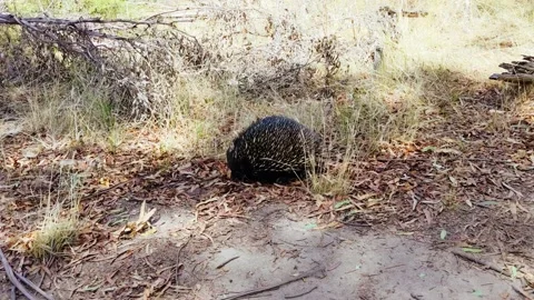 Tame Echidna in Victoria Australia Stock-Footage 170233553