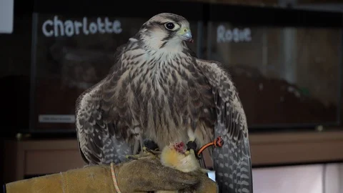 A tame falcon being fed Video stock 105123341