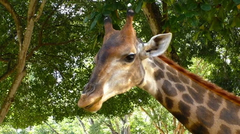 Tame Giraffe head Stock-Footage 68666849