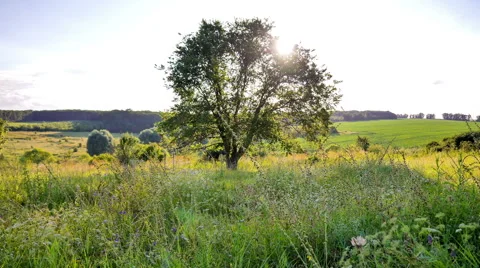 Tame laps. Lonely tree in a field in the sun. Stock Footage 65429478