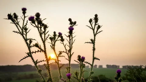 Tame laps. Thistles at sunset. Stock Footage 65429290