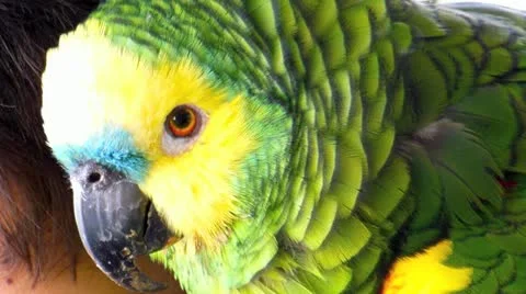 Tame parrot Video stock 22347681