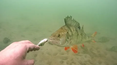 Tame perch Stock Footage 47925807