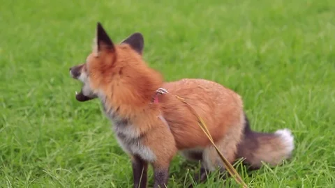 Tame red fox on harness gets food on a green grass. Stock Footage 81725669