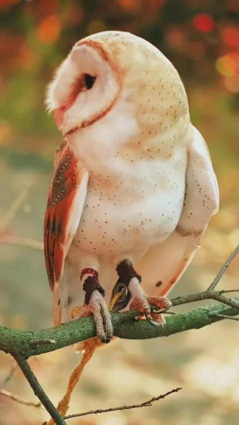 Tamed barn owl on walk, straps harness on paws White poultry sits on tree branch Vídeo Stock 337900069
