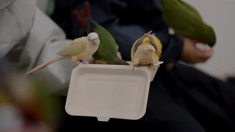 Tamed Conures and Parakeets Feeding From a Container at a Bird Cafe Stock Footage 327390673