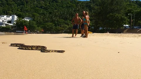 A tamed little python on the beach in Thailand 스톡 동영상 172414866