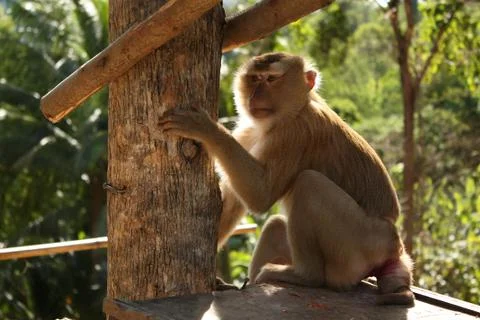 Tamed macaque monkey sitting on a tree, Thailand Stock Photos