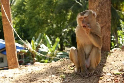 Tamed macaque monkey sitting on a tree, Thailand Foto stock