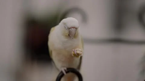 Tamed Parakeet Eating Calmly while Perching on One Foot Inside a Bird Cafe Stock Footage 327373128