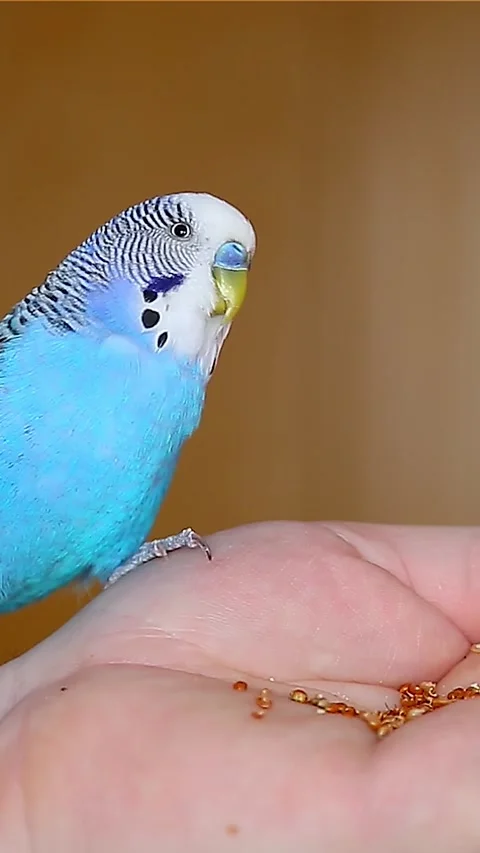 A tamed talking parrot chirps talking to a human. Video stock 244181635