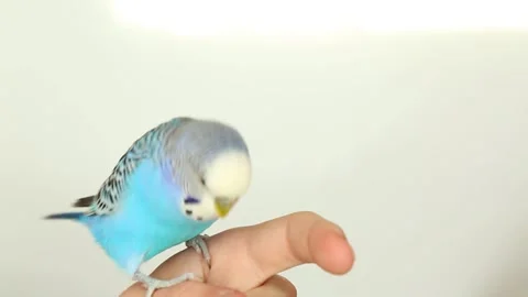 A tamed wild bird. A trusting relationship between a person and a bird. A pet. Stock Footage 168101720